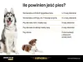 Co ile godzin karmić szczeniaka? Uniknij błędów, zapewnij zdrowie!
