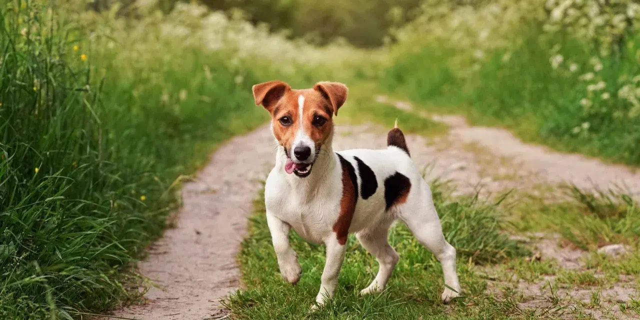 Szczeniak Jack Russell Terriera biegnie po ścieżce w trawie.