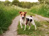 Szczeniak Jack Russell Terriera biegnie po ścieżce w trawie.