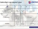 Dzień szczeniaka: Harmonogram i porady Klucz do szczęśliwego psa!
