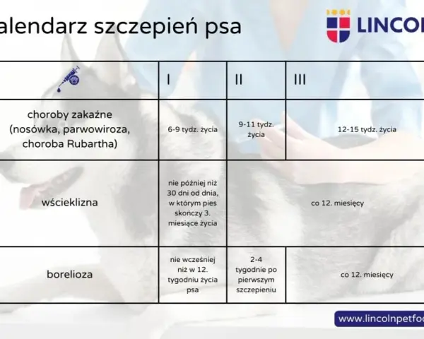 Dzień szczeniaka: Harmonogram i porady Klucz do szczęśliwego psa!
