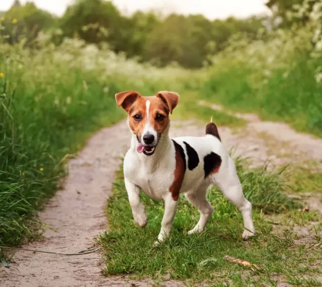 Szczeniak Jack Russell Terriera biegnie po ścieżce w trawie.