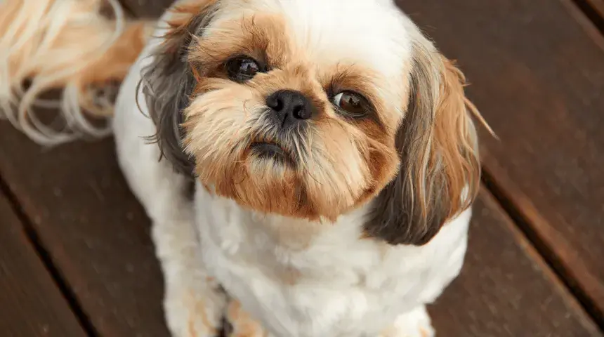 Czym karmić szczeniaka Shih Tzu? Pełny poradnik żywienia + harmonogram
