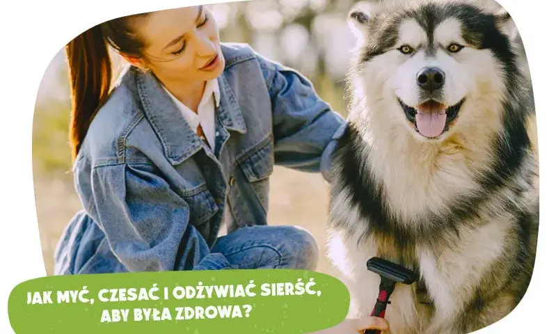 Nieprzyjemny zapach psa? Skuteczny plan działania krok po kroku