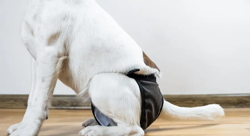 Pielucha dla psa DIY: Jak łatwo zrobić i zadbać o komfort?