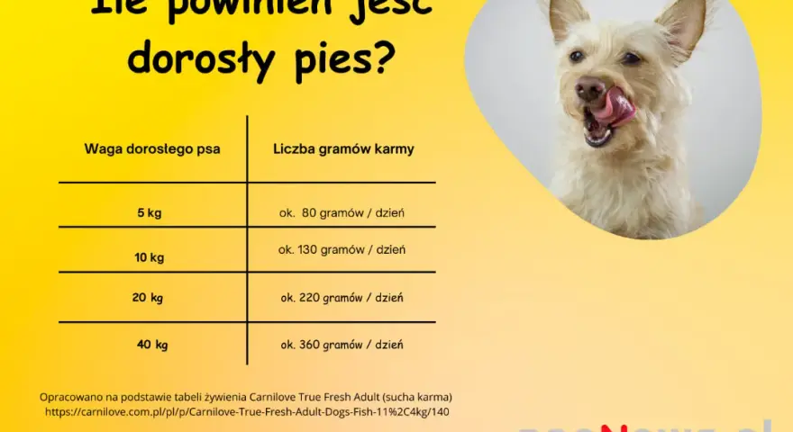 Ile powinien jeść 2-miesięczny szczeniak? Poradnik krok po kroku
