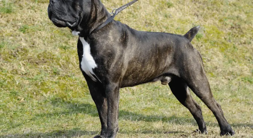 Żywienie szczeniaka cane corso: Ile, jak często i czym karmić?