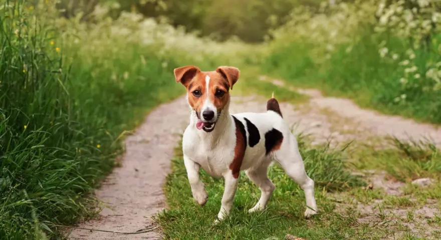 Szczeniak Jack Russell Terriera biegnie po ścieżce w trawie.
