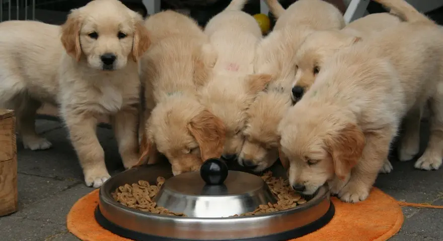 Ile karmy dla szczeniaka Golden Retrievera? Uniknij błędów!