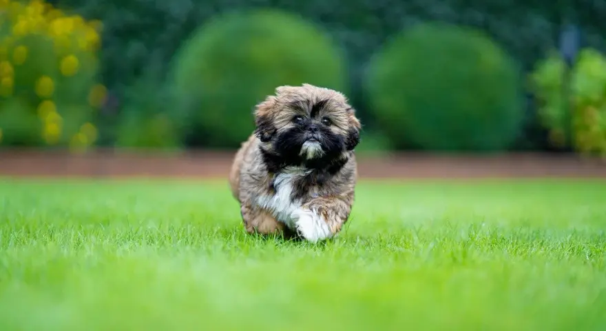 Shih tzu szczeniak: Wychowanie, pielęgnacja i zdrowie. Kompletny poradnik