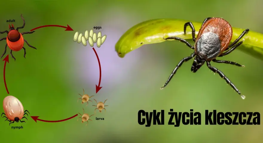Kleszcze: Bezpieczne metody dla ludzi i zwierząt. Co wybrać?
