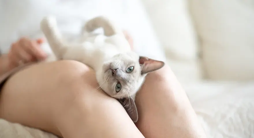 Jak robi kotek? Zrozum mowę kota: od miauczenia po syczenie!