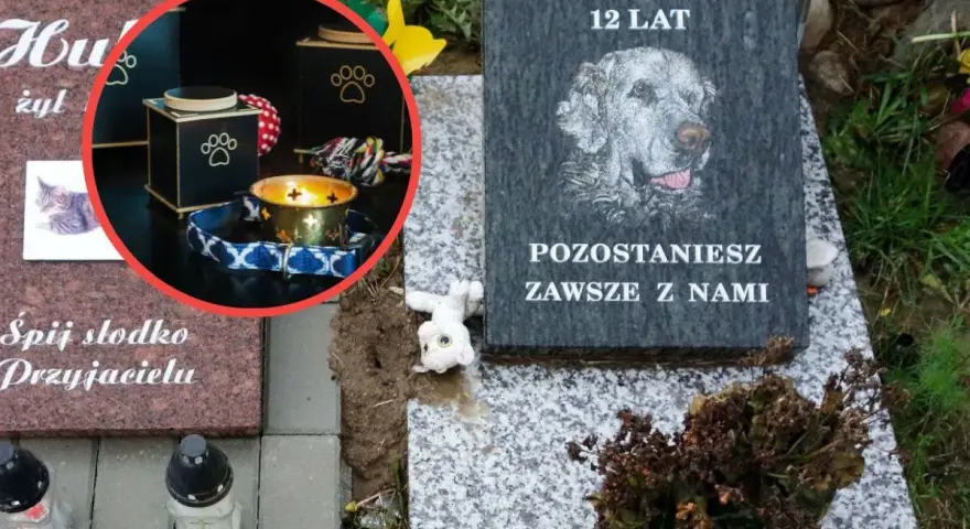Kremacja kota: Uniknij mandatu! Koszty i legalne opcje