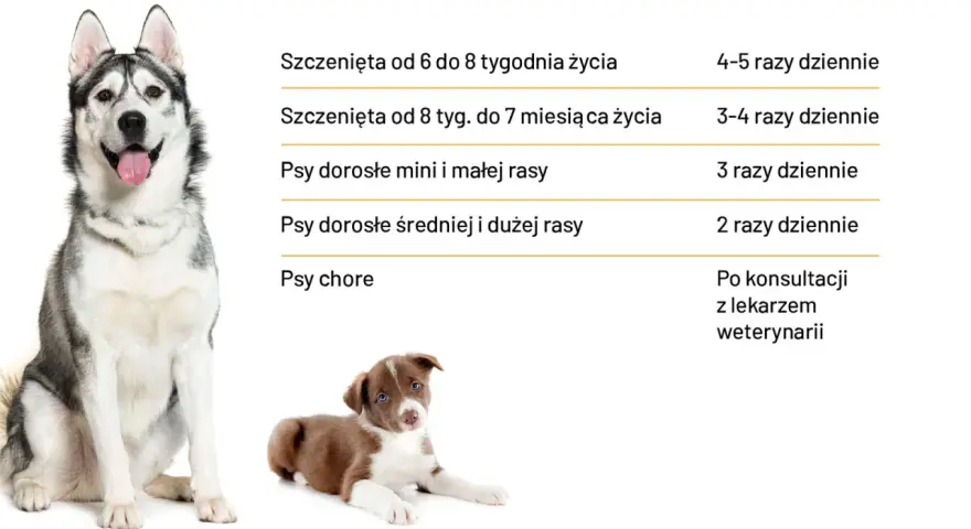 Dawkowanie karmy dla szczeniaka: Ile, jak często i czego unikać?