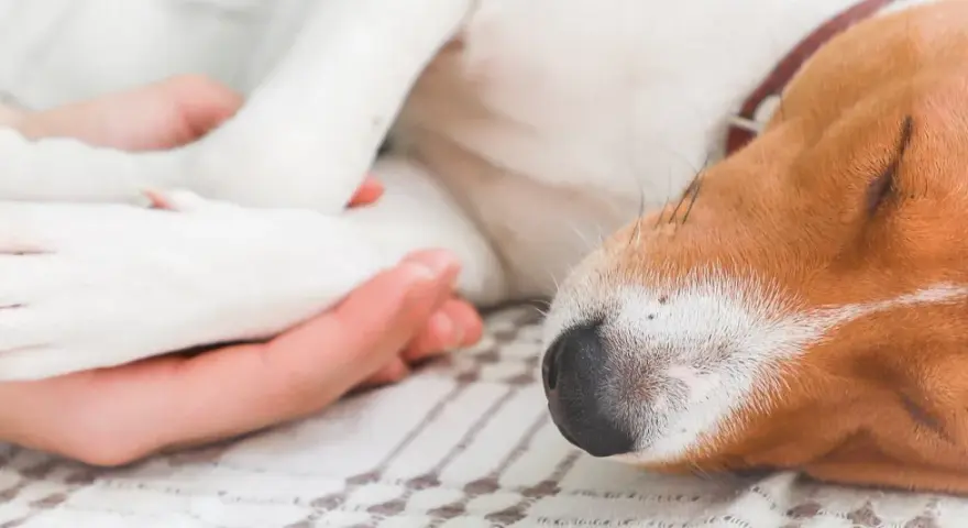 Uśpienie psa: Krok po kroku do bezbolesnego pożegnania przyjaciela