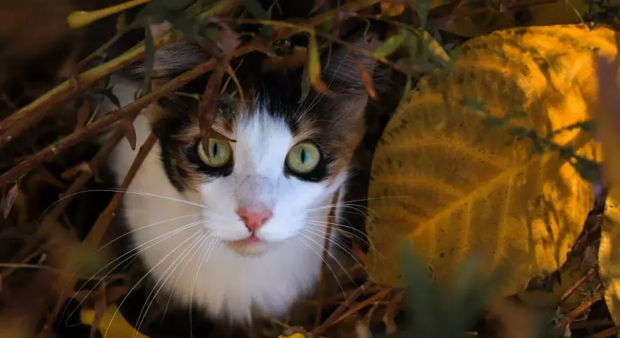 Zaginęła kotka? Poznaj przyczyny i plan działania krok po kroku