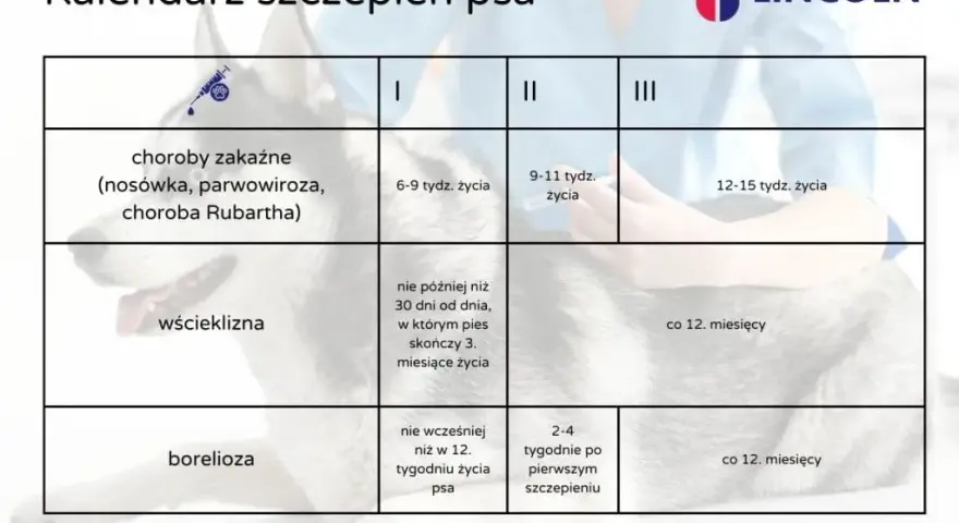 Dzień szczeniaka: Harmonogram i porady Klucz do szczęśliwego psa!