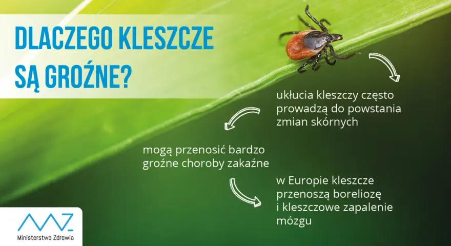 Kleszcz w pralce: Czy przeżyje? Jak go zabić na pewno?