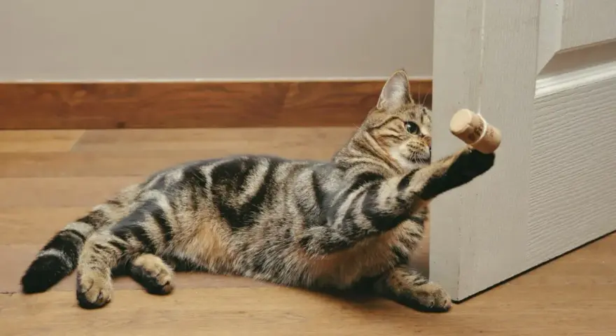 Jak zrobić zabawkę dla kota? DIY: Proste pomysły w 5 minut!