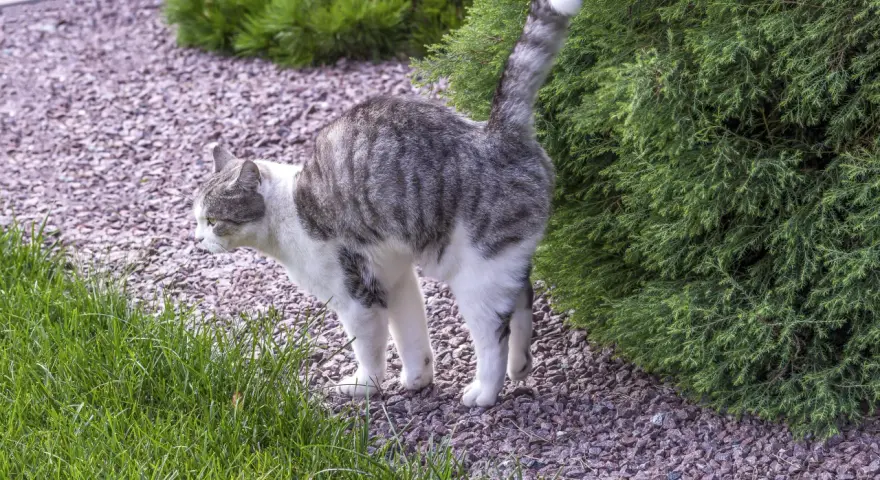 Twoja wysterylizowana kotka znaczy teren? Znam skuteczne sposoby!