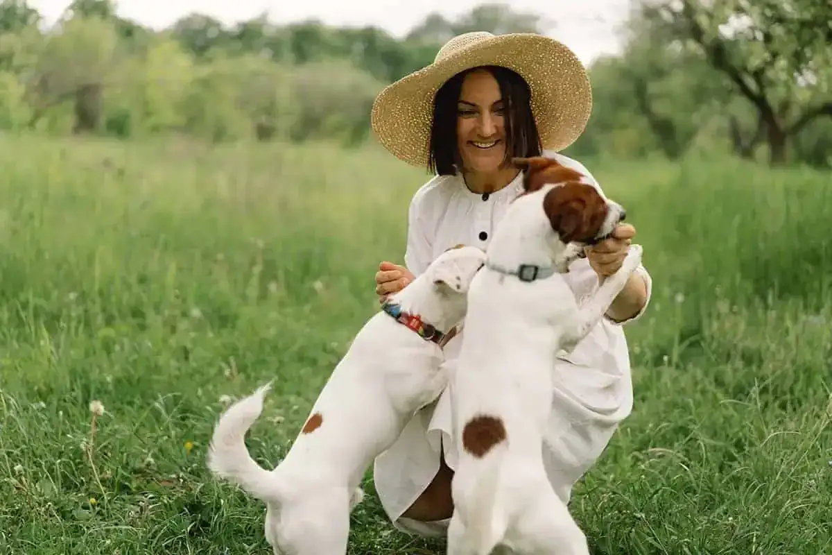 Szczeniak Jack Russell Terrier pełen energii