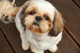 Czym karmić szczeniaka Shih Tzu? Pełny poradnik żywienia + harmonogram