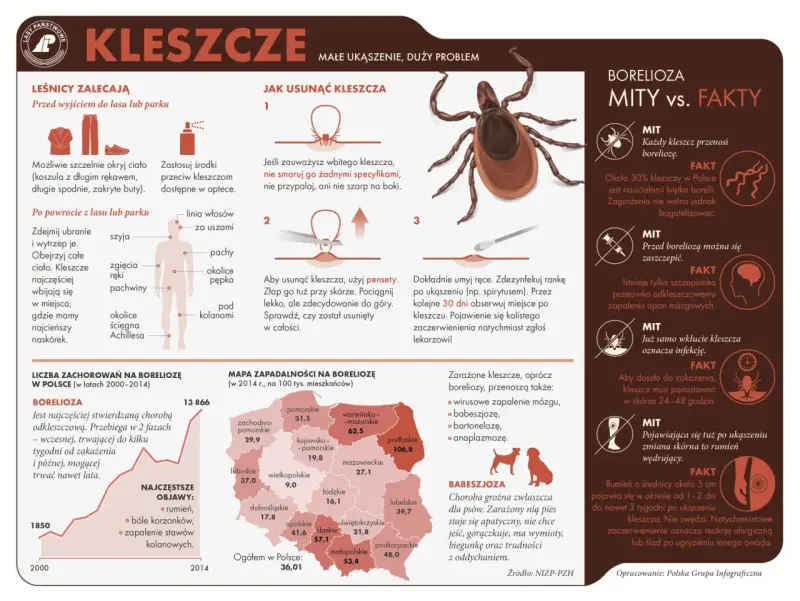 Jaki kolor ma kleszcz? Szybka identyfikacja dla Twojego bezpieczeństwa