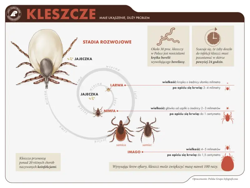 Jak rozpoznać kleszcza? Wygląd larwy, nimfy i dorosłego nie pomyl z pieprzykiem!